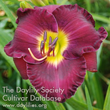 Daylily Ladies Night Out